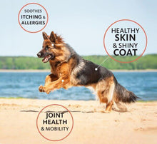 Load image into Gallery viewer, Happy dog running on the beach, showcasing healthy skin, shiny coat, and joint health benefits from salmon oil.