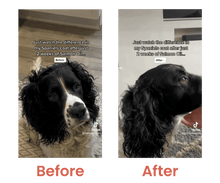 Load image into Gallery viewer, Before and after transformation of a Spaniel's coat using salmon oil over two weeks.