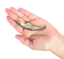 Load image into Gallery viewer, Hand holding a whole air-dried Baltic sprat dog treat, showcasing its sustainable and nutritious qualities.