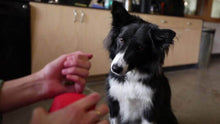 Load image into Gallery viewer, A focused black and white dog watching a person with a red toy in a bright kitchen setting.