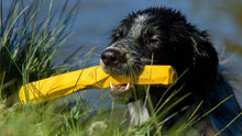 Load image into Gallery viewer, Dog playing with Ruffwear Gnawt-a-Stick toy near water, showcasing its durable chew-resistant design.