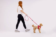 Load image into Gallery viewer, Ezydog FormFit Harness (Black) worn by a small dog during a walk with a woman on a leash.