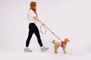 Ezydog FormFit Harness (Black) worn by a small dog during a walk with a woman on a leash.