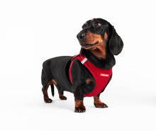 Load image into Gallery viewer, Ezydog FormFit Harness (Black) on a stylish small dog, showcasing comfort and style with a lightweight design.