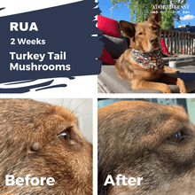 Load image into Gallery viewer, Dog showing improvement after 2 weeks on turkey tail mushroom extract for health benefits.