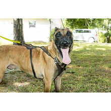 Load image into Gallery viewer, Happy dog wearing a harness with Viper Biothane 20 ft Dog Leash - Long Line Lead in a grassy area.