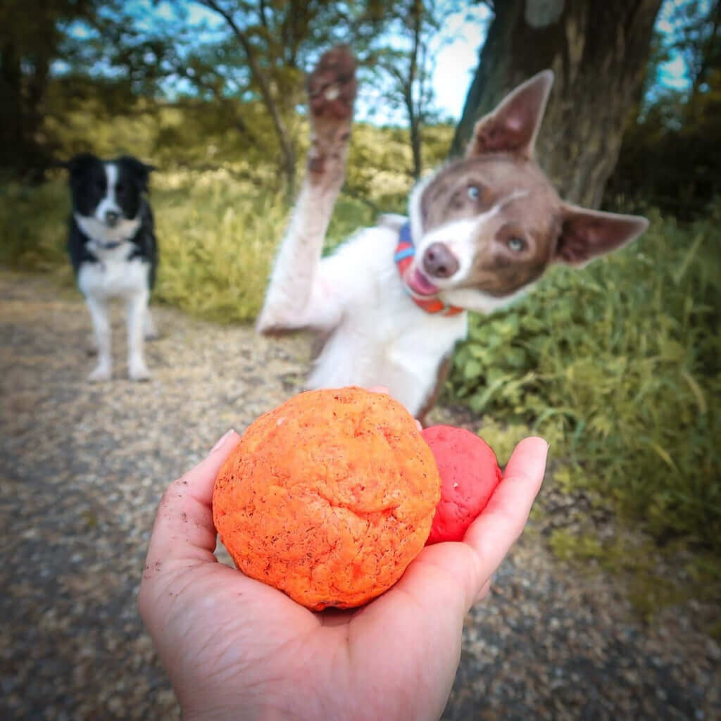 wunderball dog toy