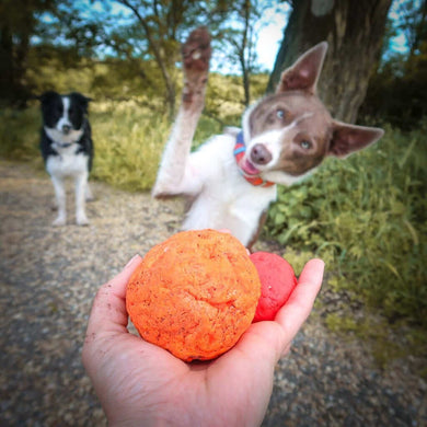 Wunderball - Best Fetch Toy