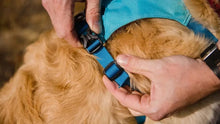 Load image into Gallery viewer, Ruffwear Hi &amp; Light Dog Harness - Bakersfield Pet Food Delivery