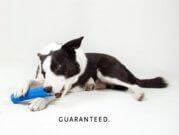 WO Play Bone - Bakersfield Pet Food Delivery